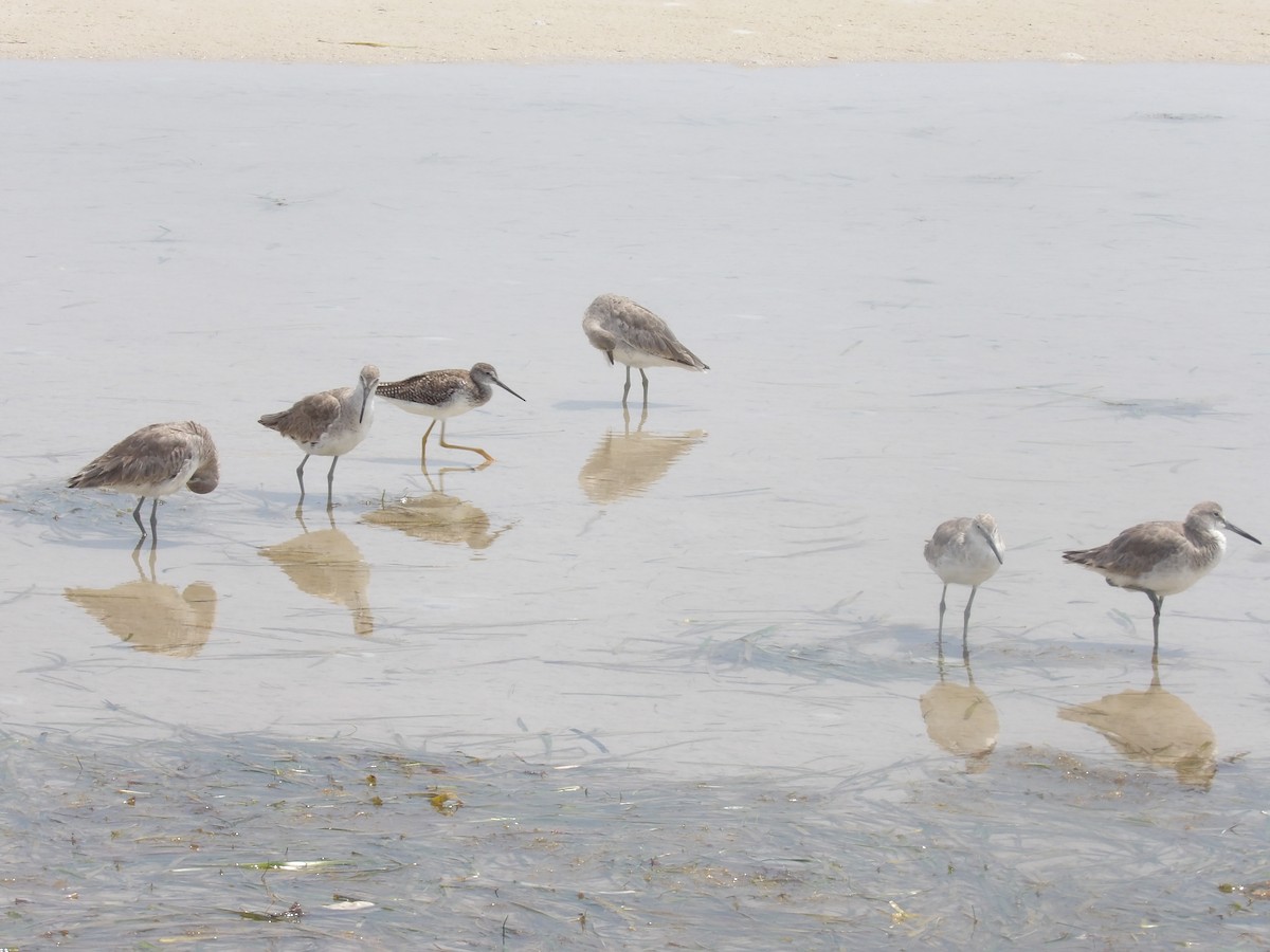 Greater Yellowlegs - ML635213913