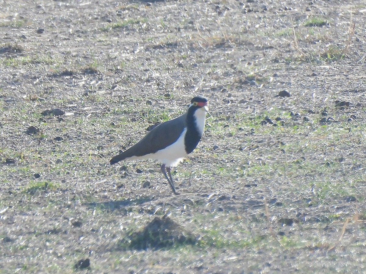 Banded Lapwing - ML635213967