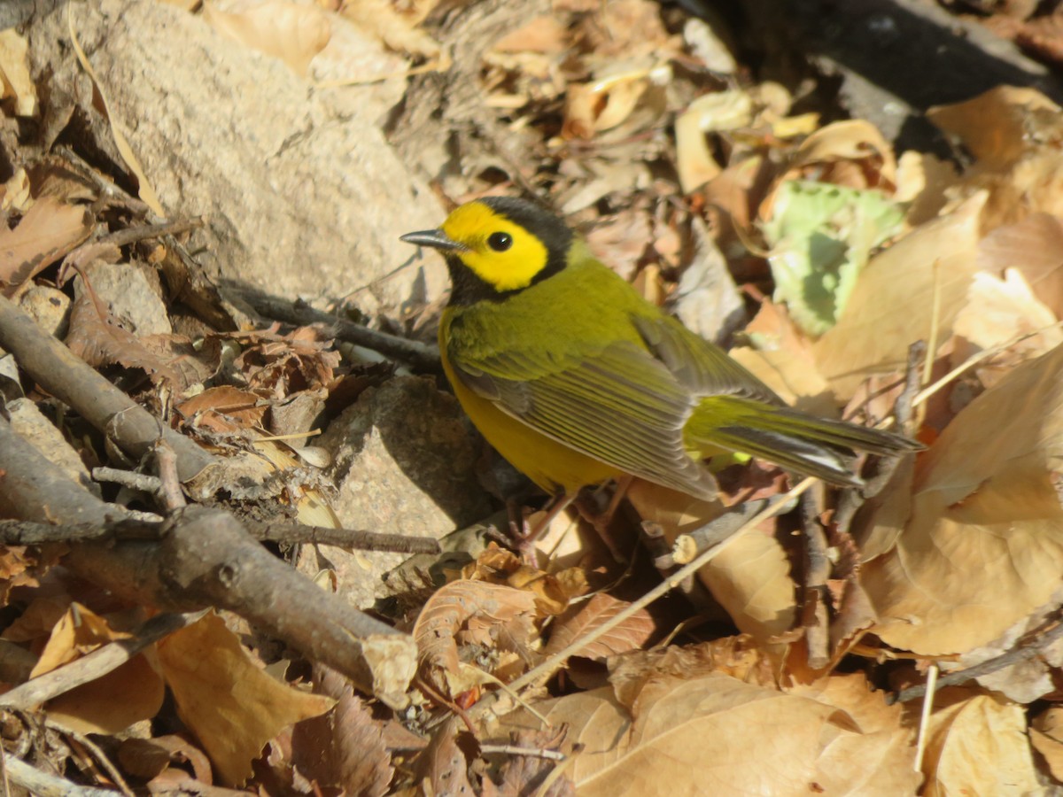 Hooded Warbler - ML635213997