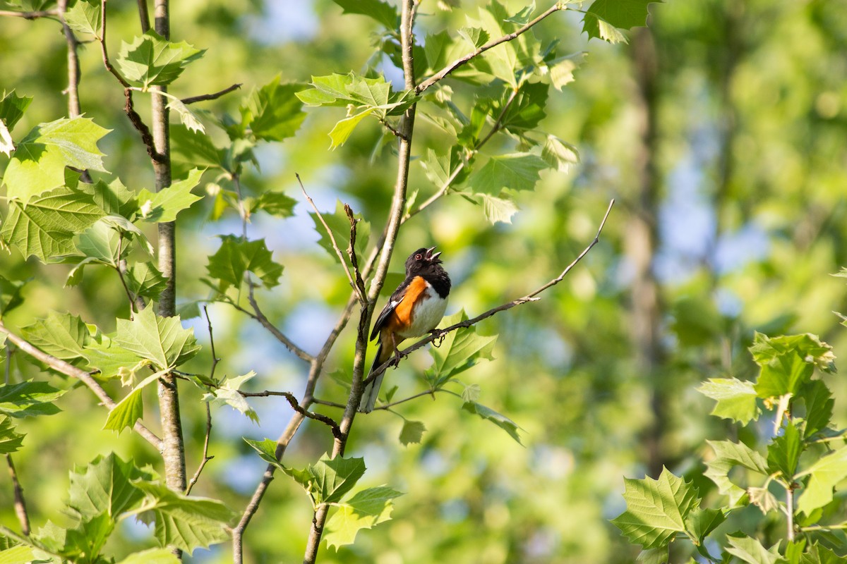 Eastern Towhee - ML635214031