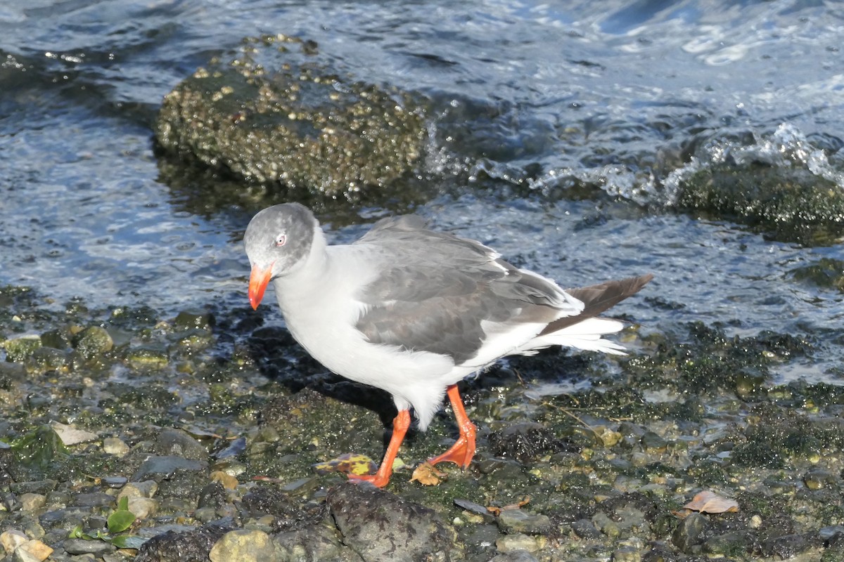 Dolphin Gull - ML635214049