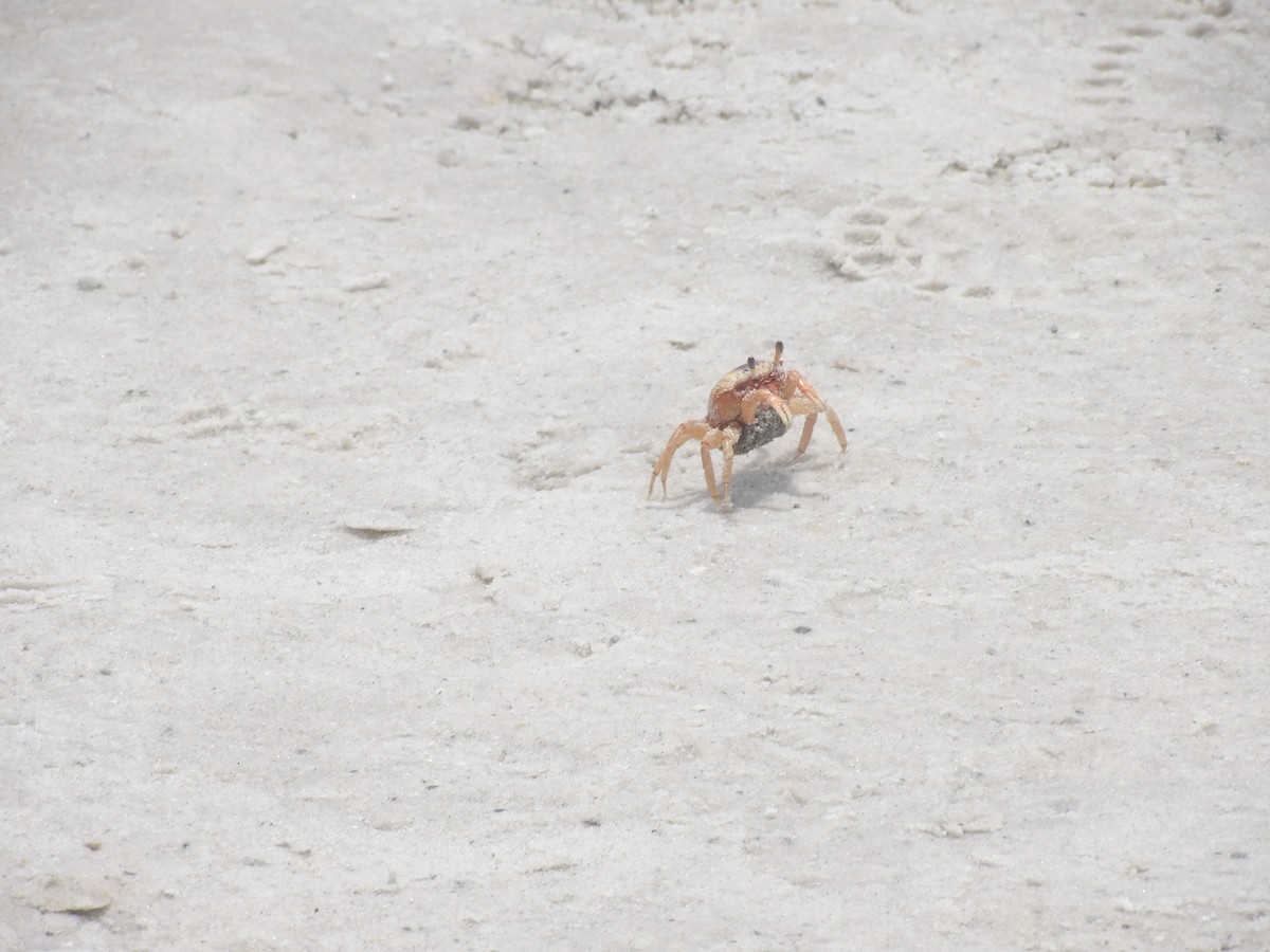 Animals - ML635214054