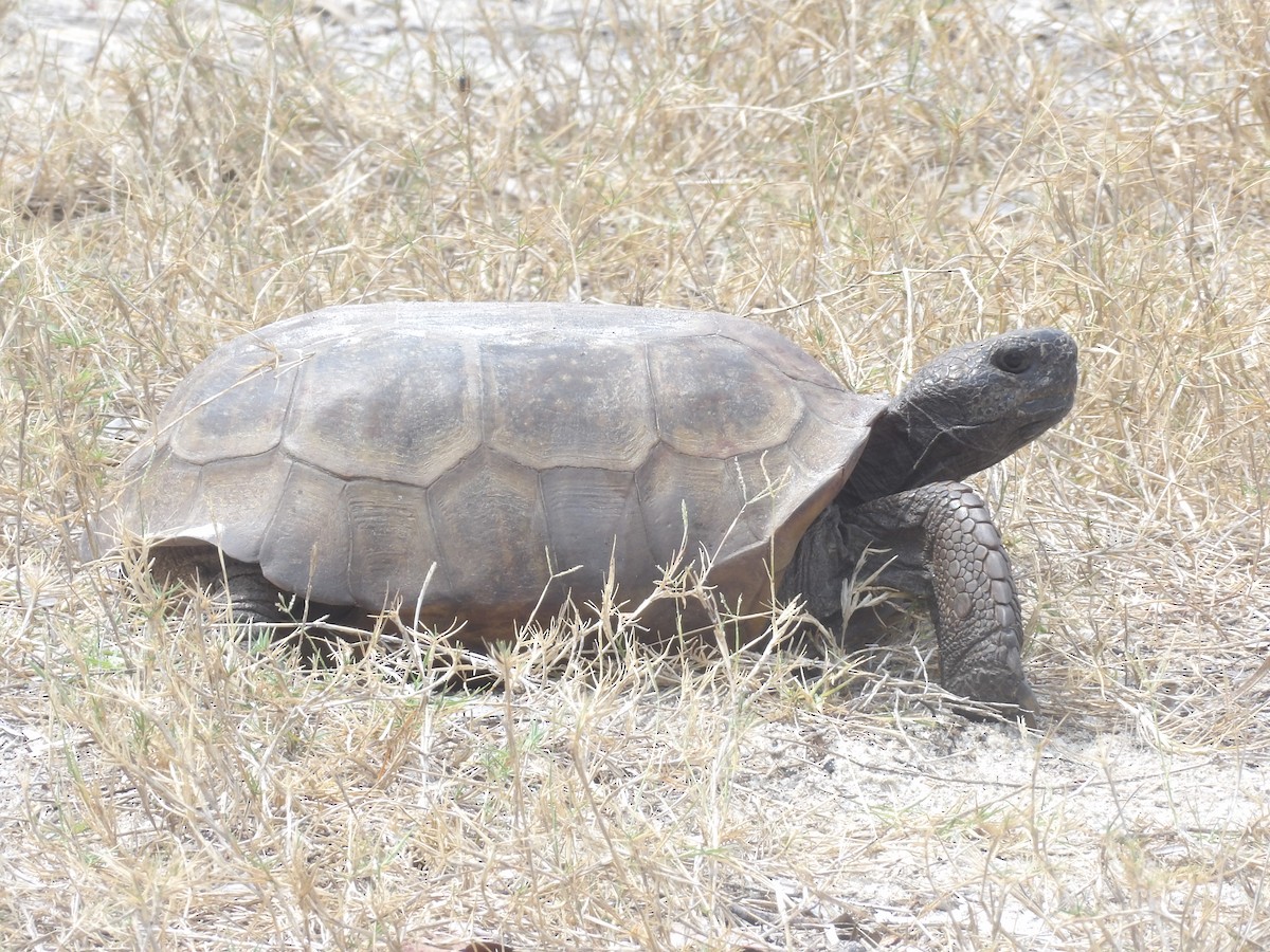 Animals - ML635214063