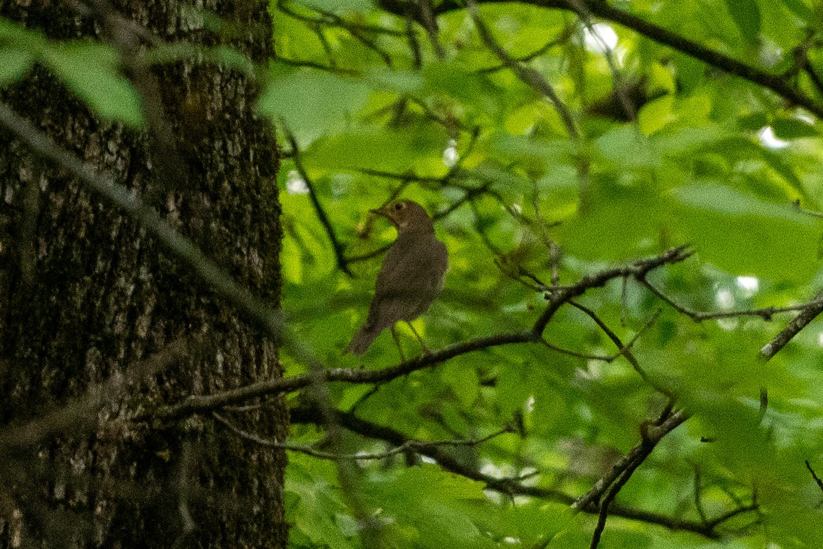 Swainson's Thrush - ML635214067