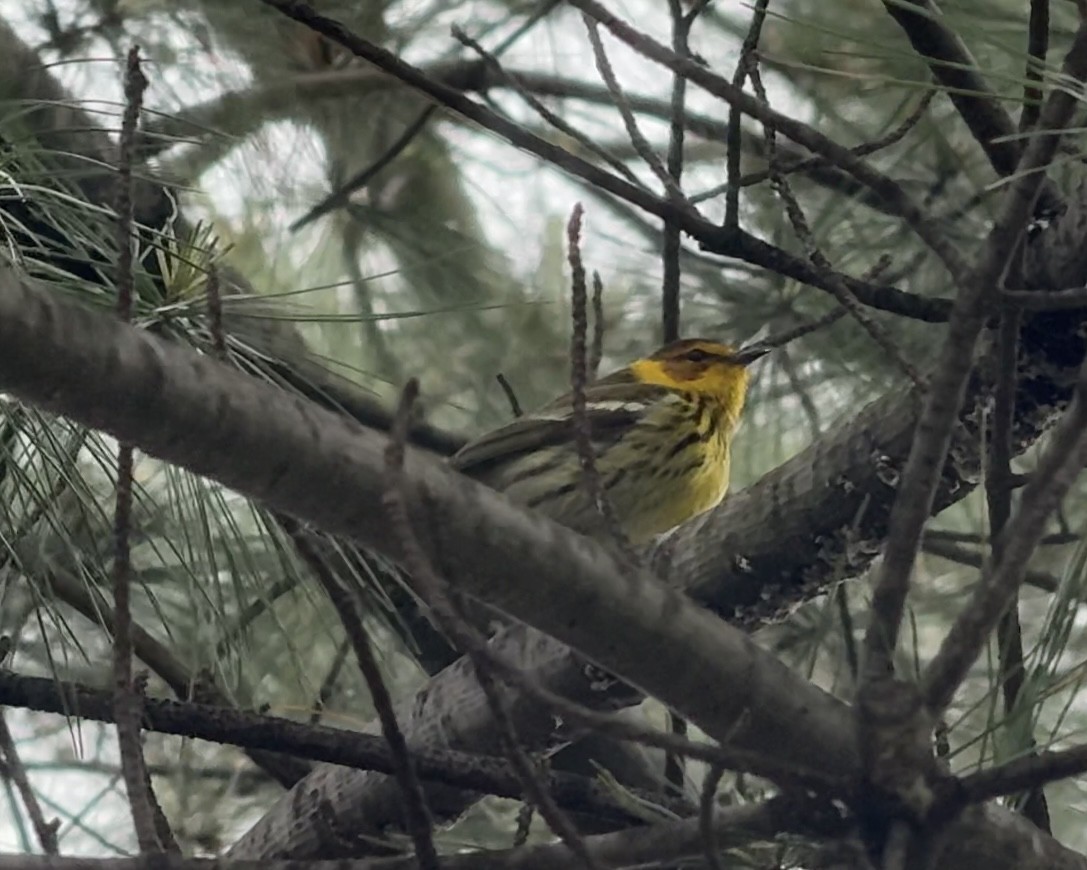 Cape May Warbler - ML635214106