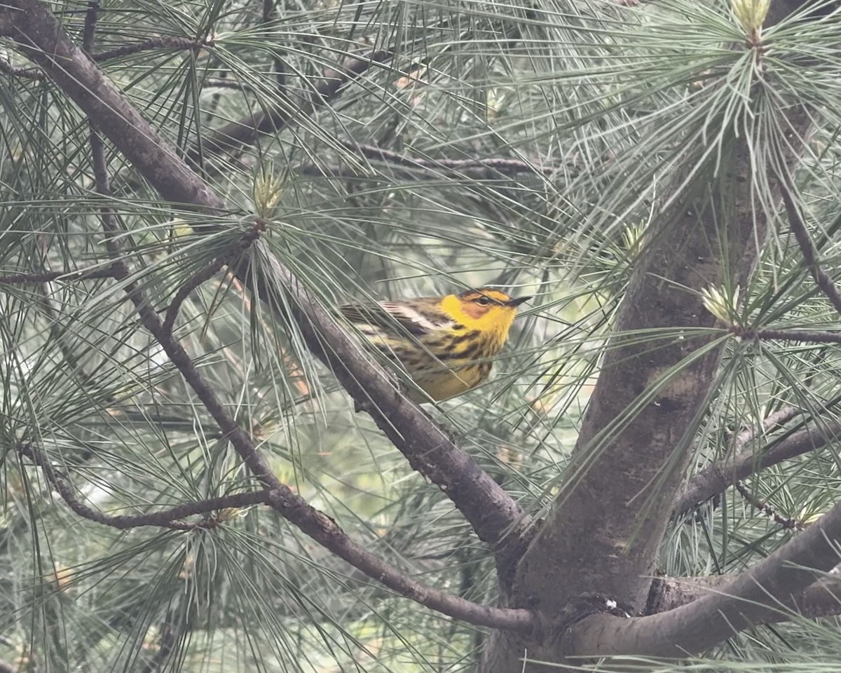 Cape May Warbler - ML635214107