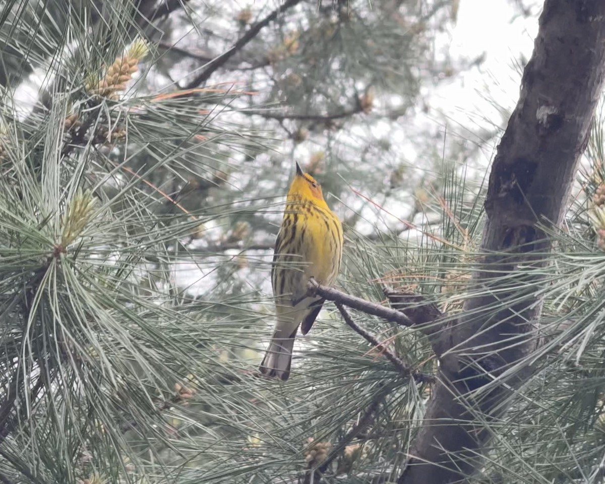 Cape May Warbler - ML635214108