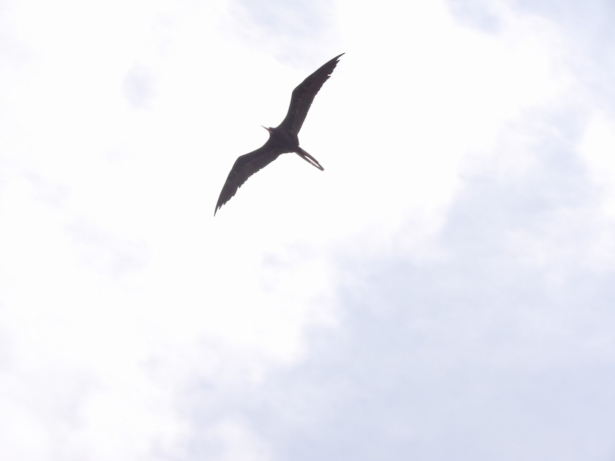 Magnificent Frigatebird - ML635214121
