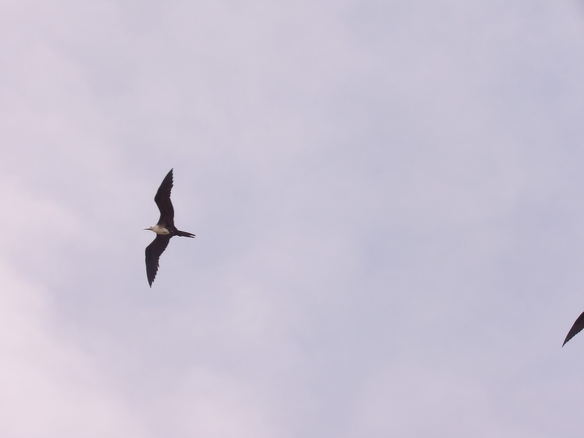 Magnificent Frigatebird - ML635214132