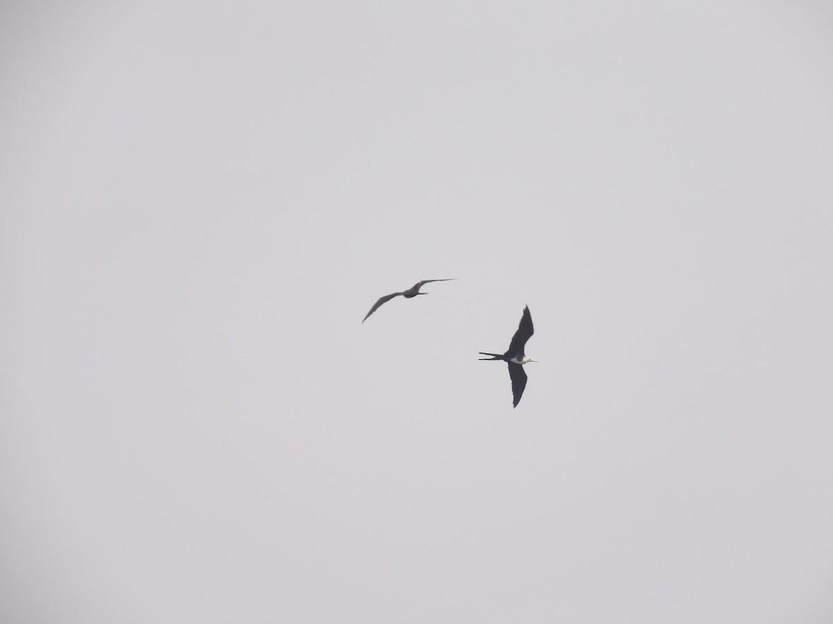 Magnificent Frigatebird - ML635214151