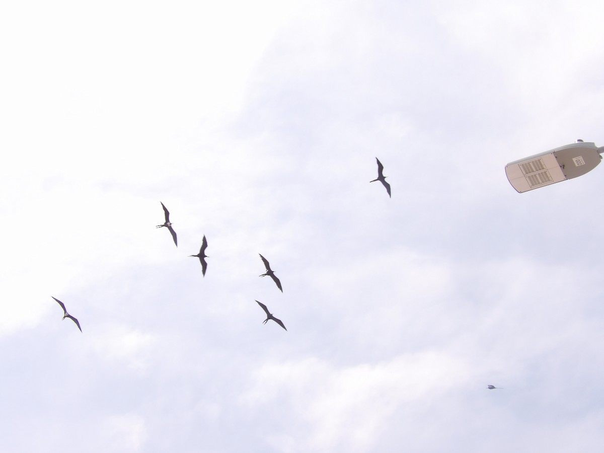 Magnificent Frigatebird - ML635214164