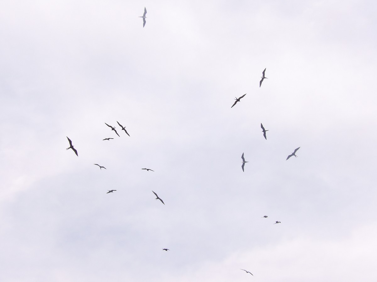 Magnificent Frigatebird - ML635214178