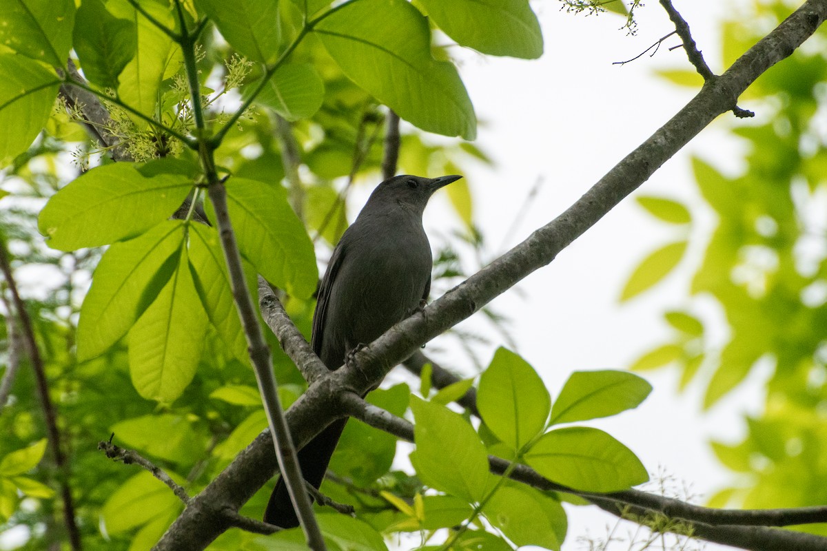 Gray Catbird - ML635214208