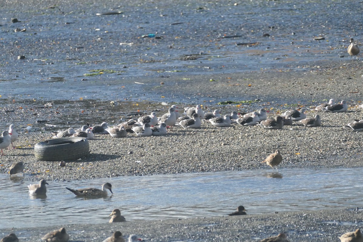 Dolphin Gull - ML635214253