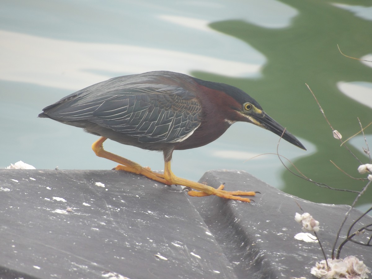 Green Heron - ML635214254