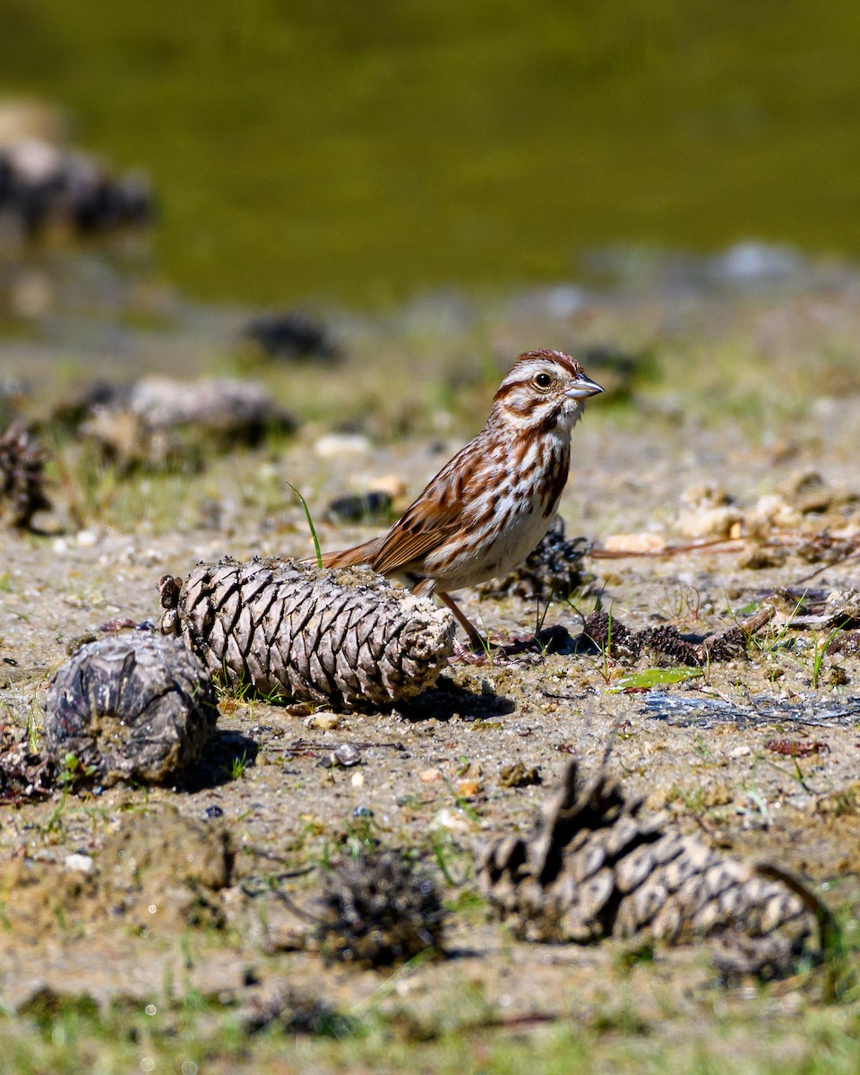 Song Sparrow - ML635214262