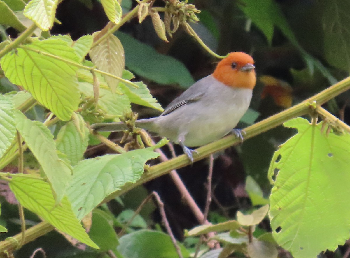 Fulvous-headed Tanager - ML635214350