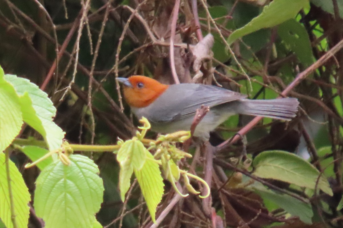 Fulvous-headed Tanager - ML635214360