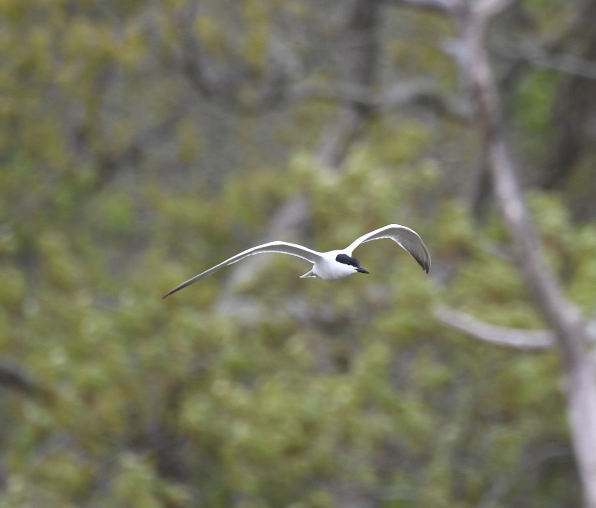 Gull-billed Tern - ML635214392