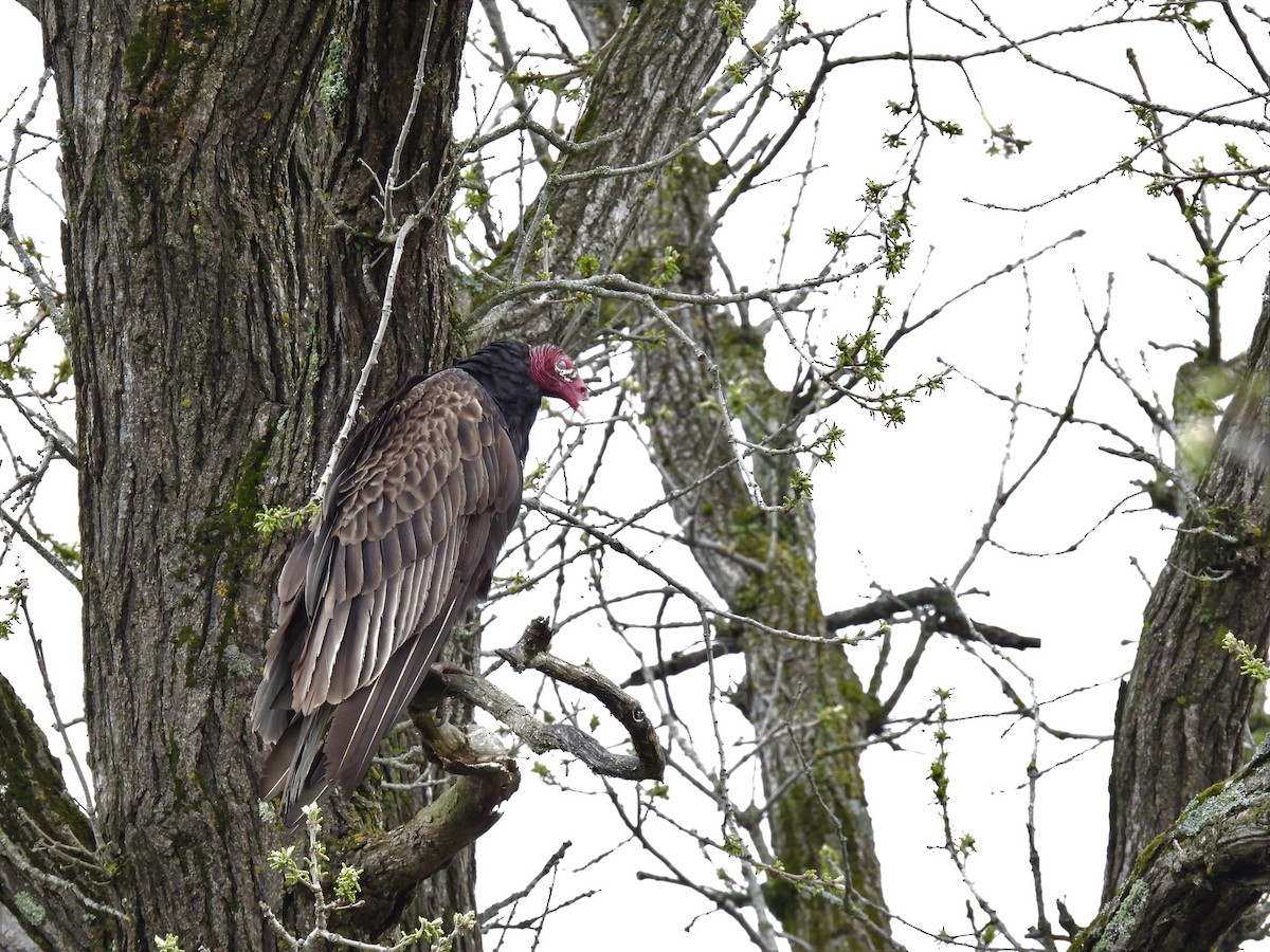 Turkey Vulture - ML635214393