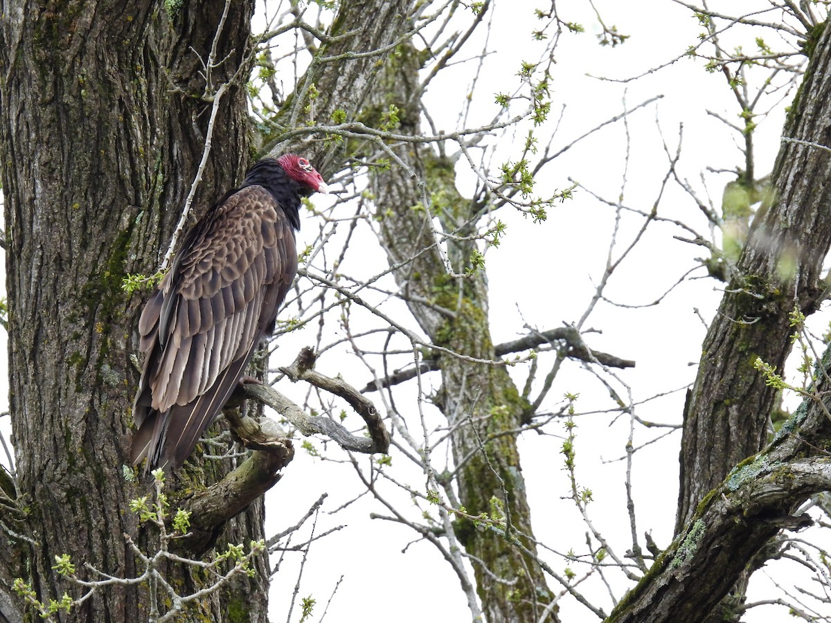 Turkey Vulture - ML635214401