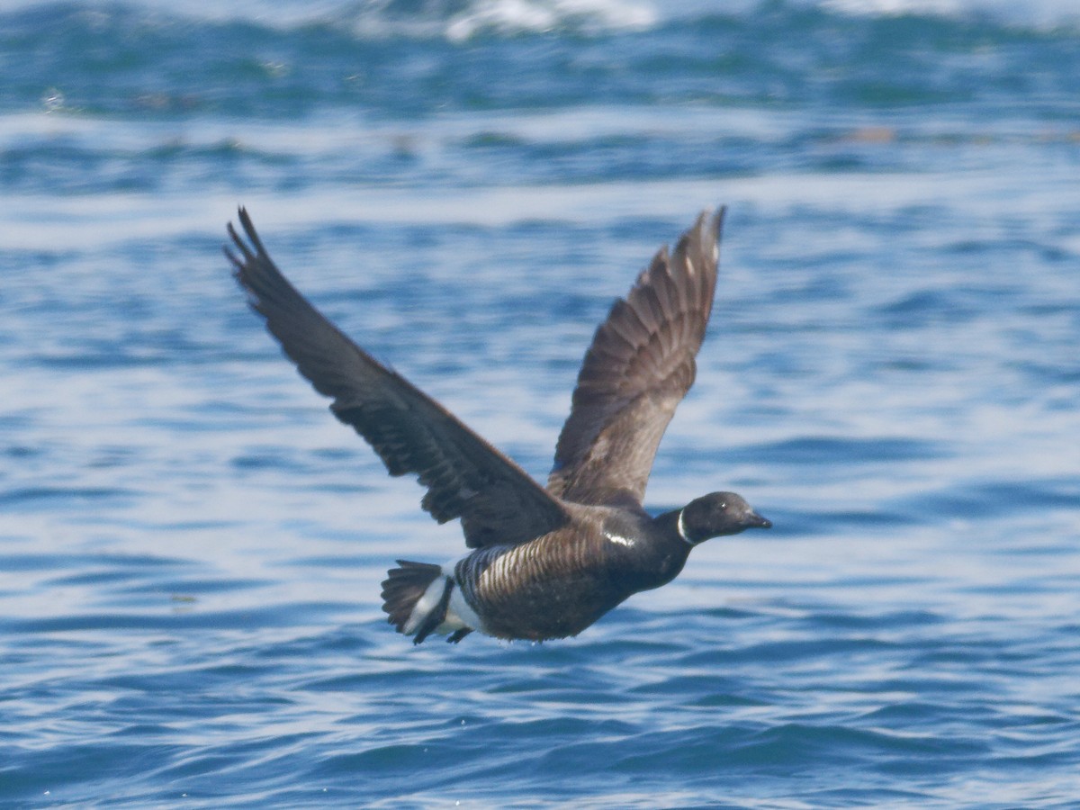 Brant - ML635214410
