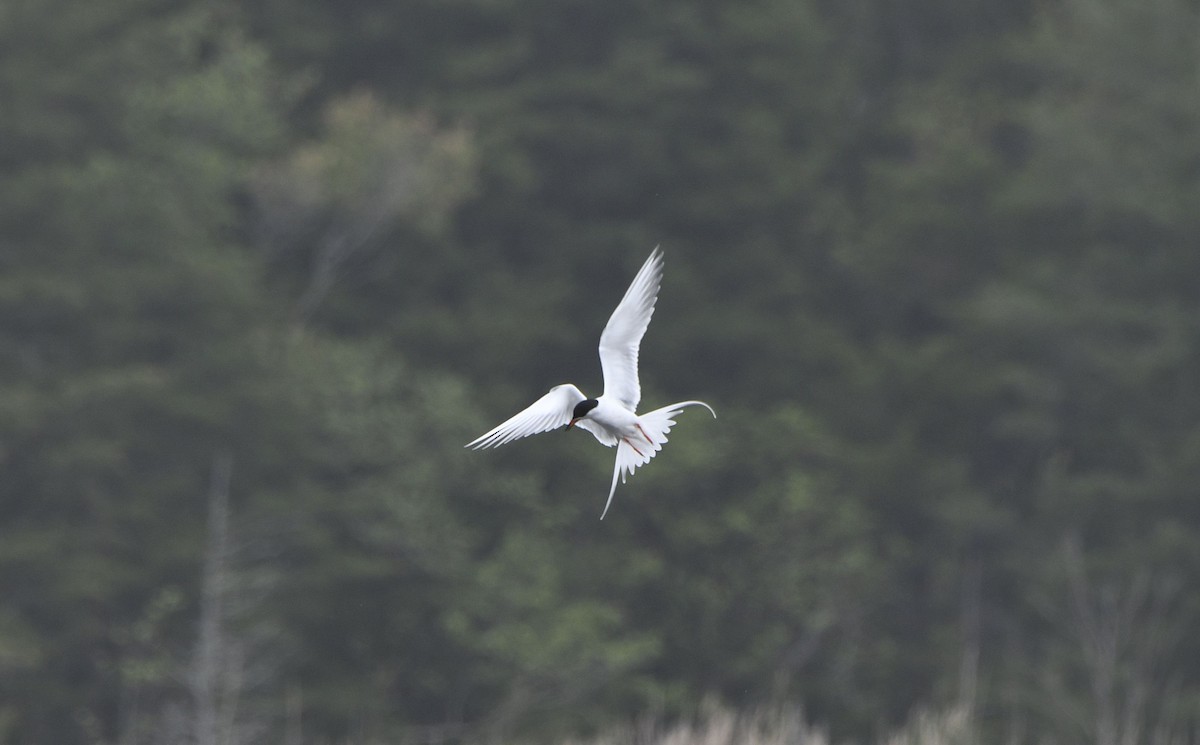 Forster's Tern - ML635214418