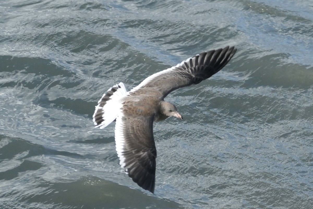 Dolphin Gull - ML635214468