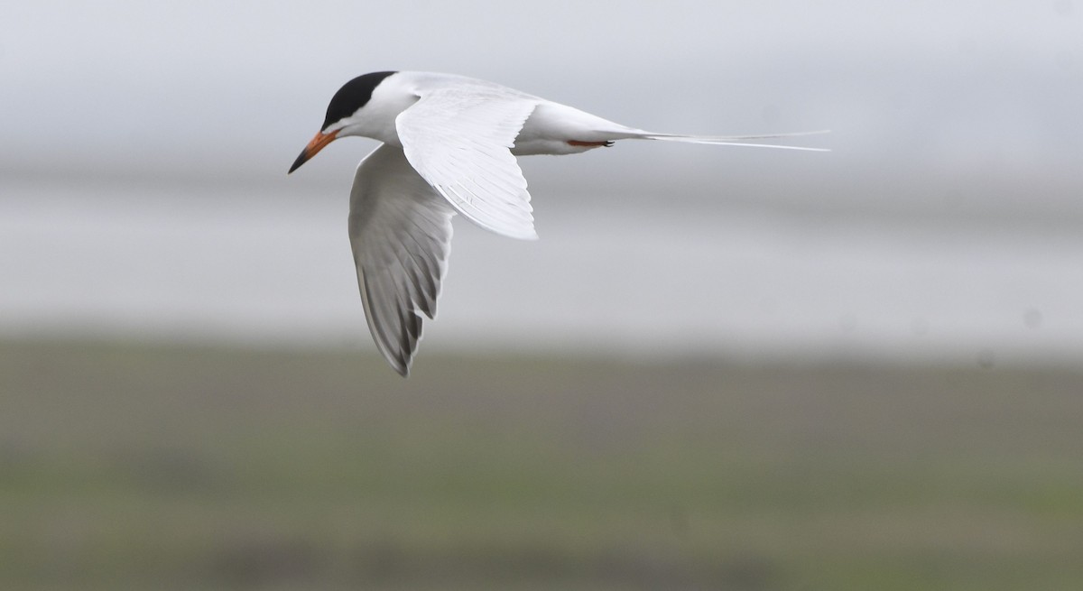 Forster's Tern - ML635214472