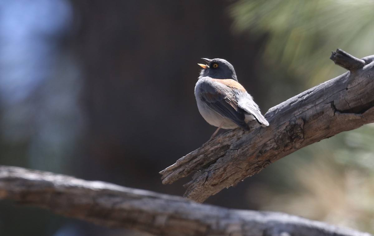Yellow-eyed Junco - ML635214537