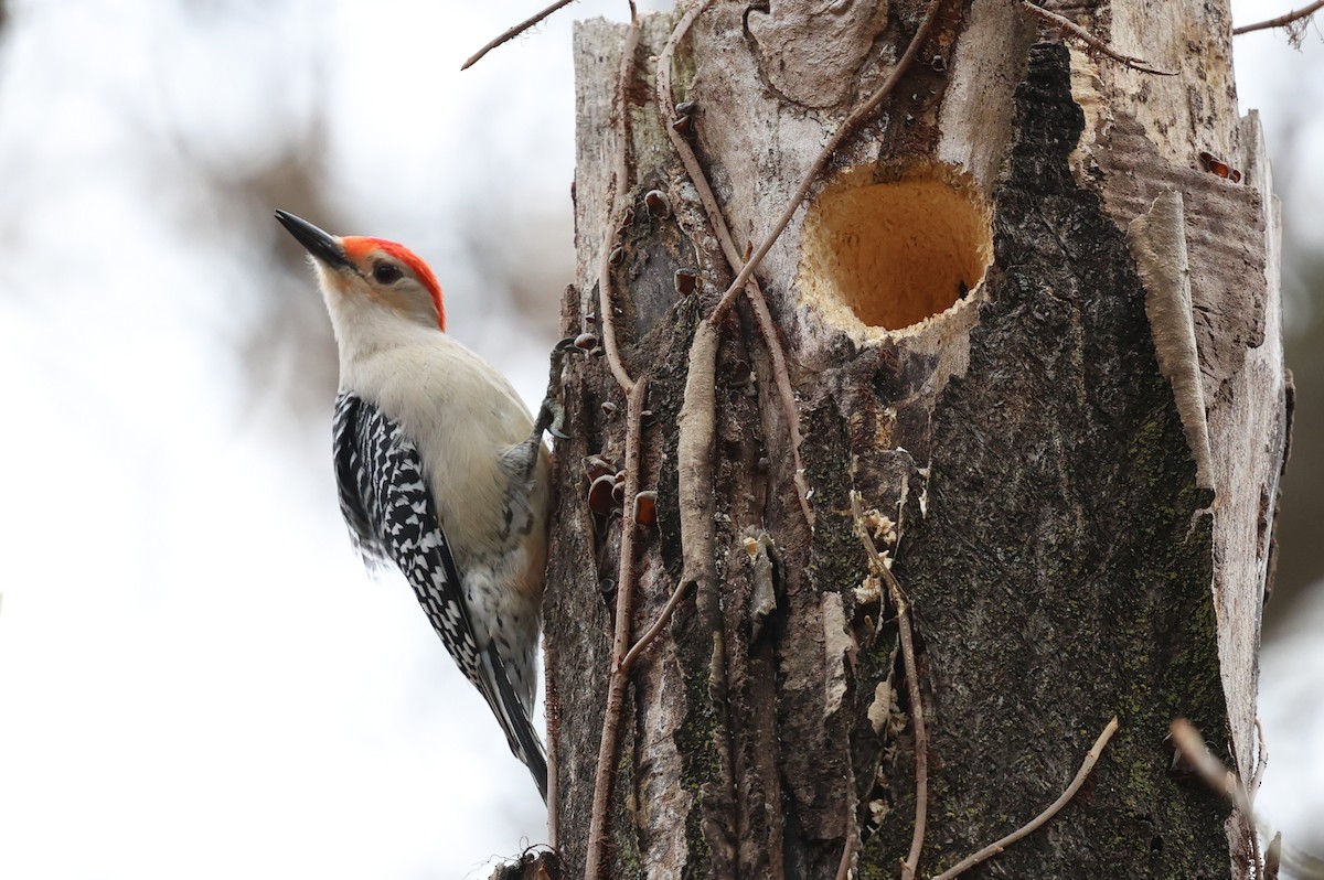 Red-bellied Woodpecker - ML635214603
