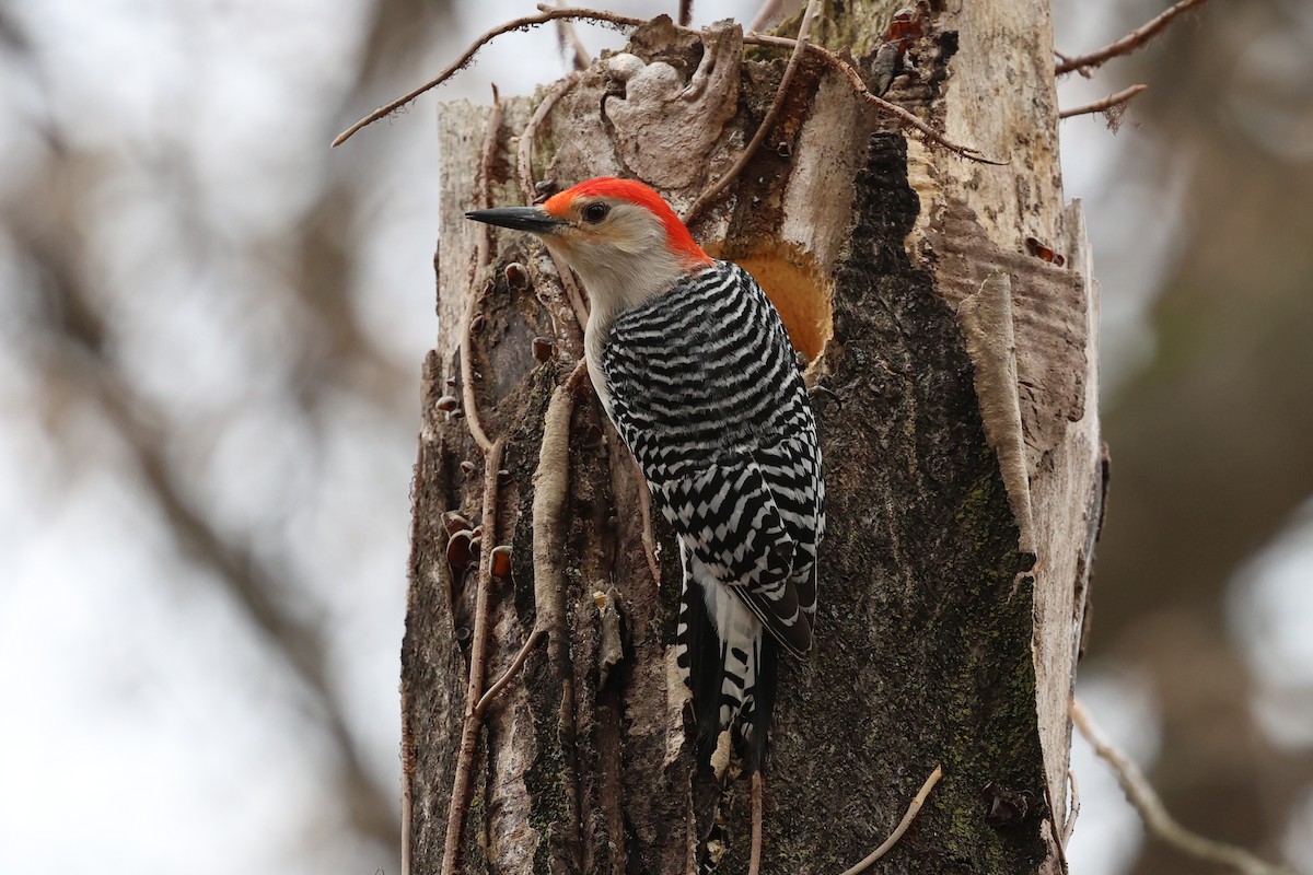 Red-bellied Woodpecker - ML635214604