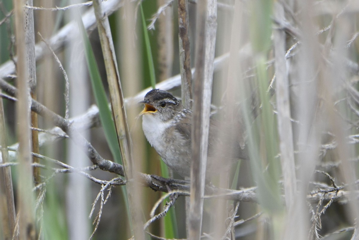 Marsh Wren - ML635214709