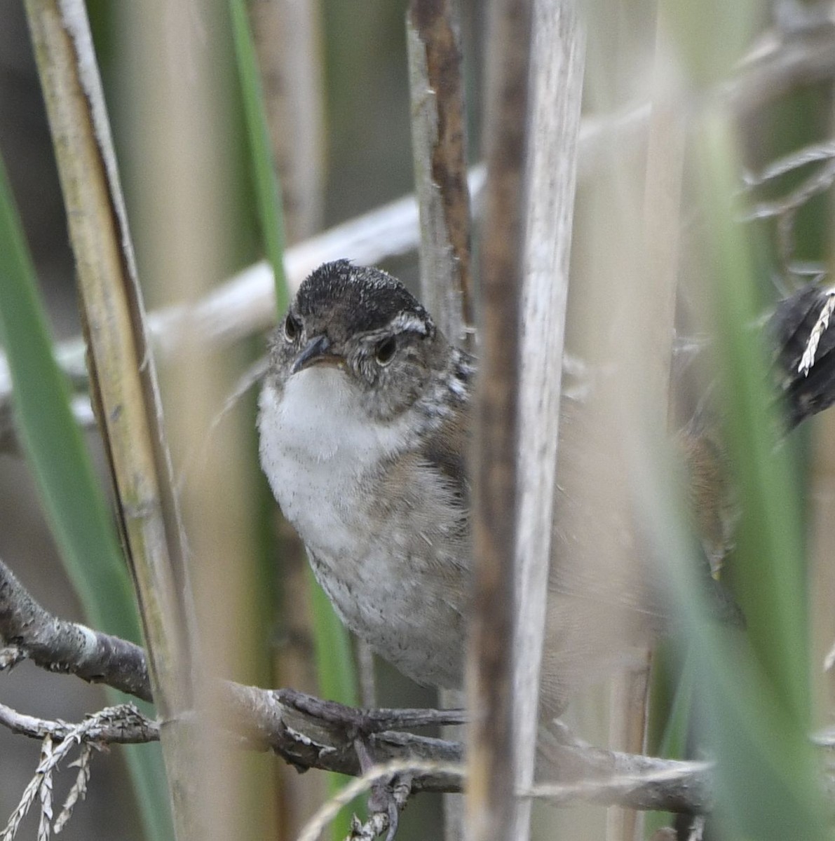 Marsh Wren - ML635214725
