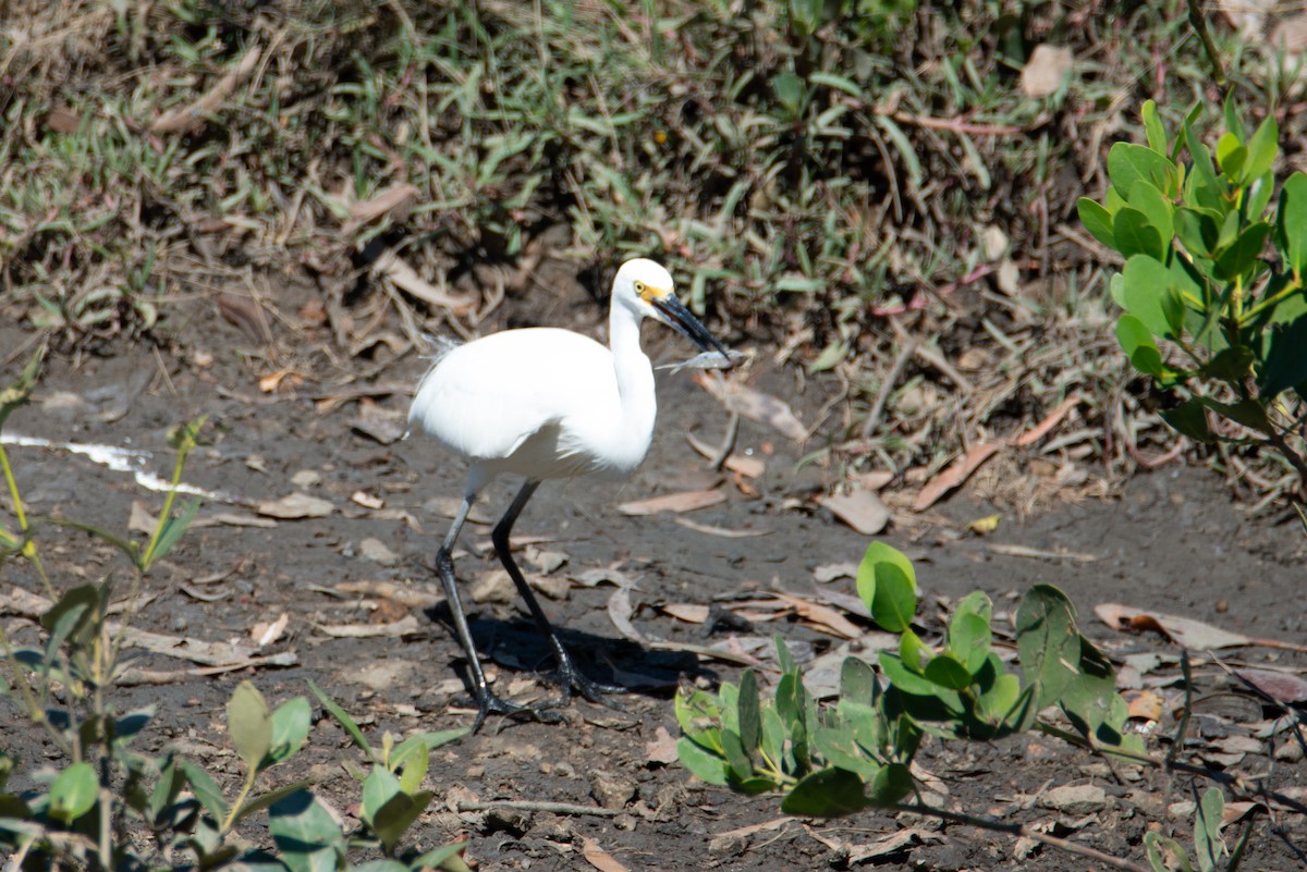 Хурган дэглий - ML635214774