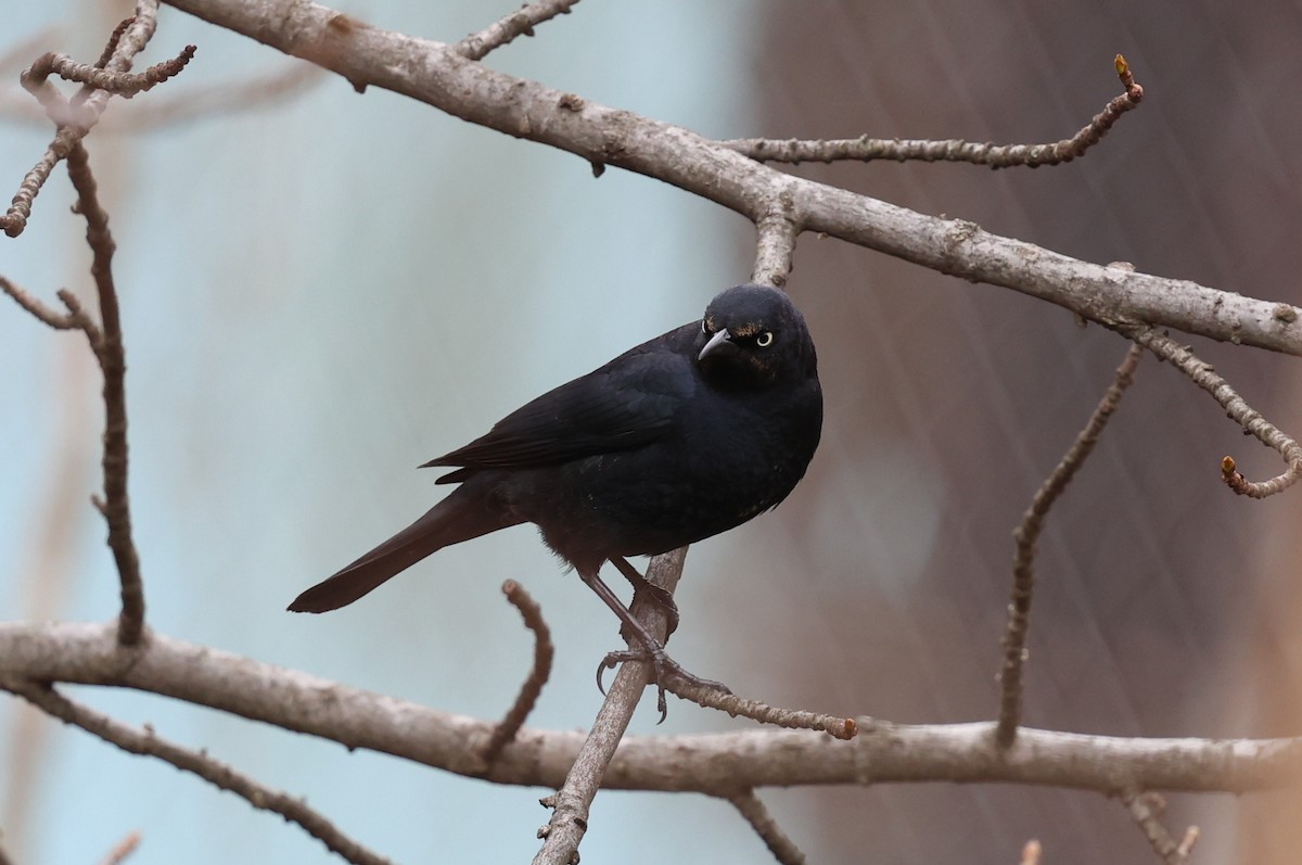 Rusty Blackbird - ML635214777