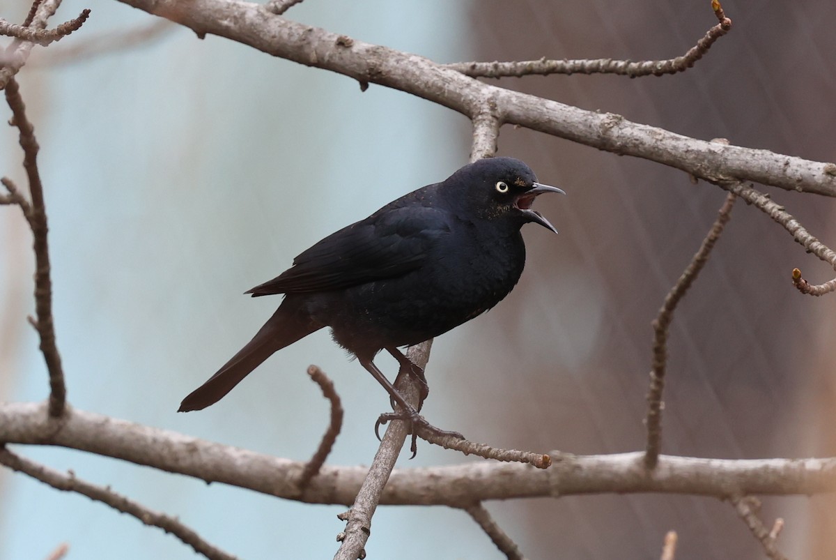 Rusty Blackbird - ML635214778