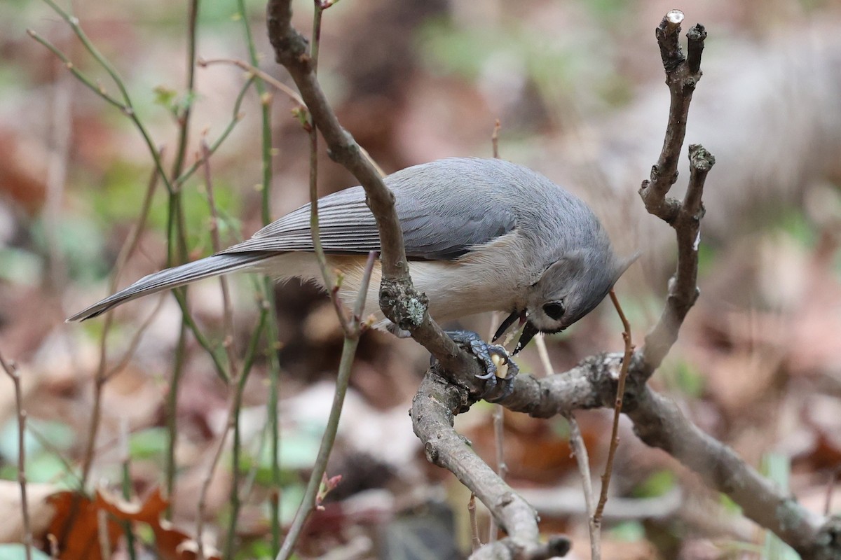 Tufted Titmouse - ML635214796