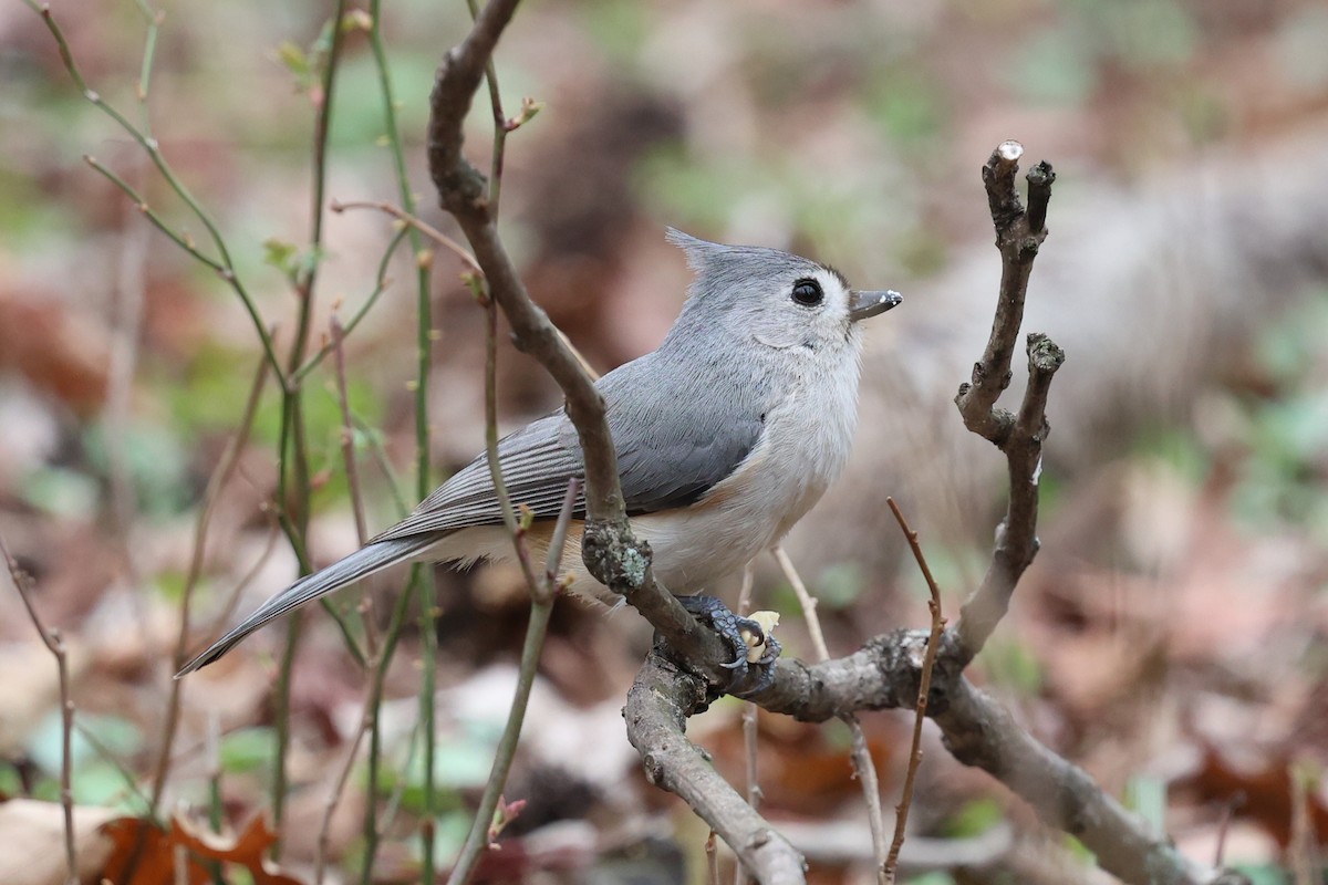 Tufted Titmouse - ML635214797