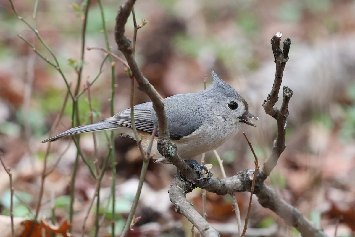 Tufted Titmouse - ML635214798