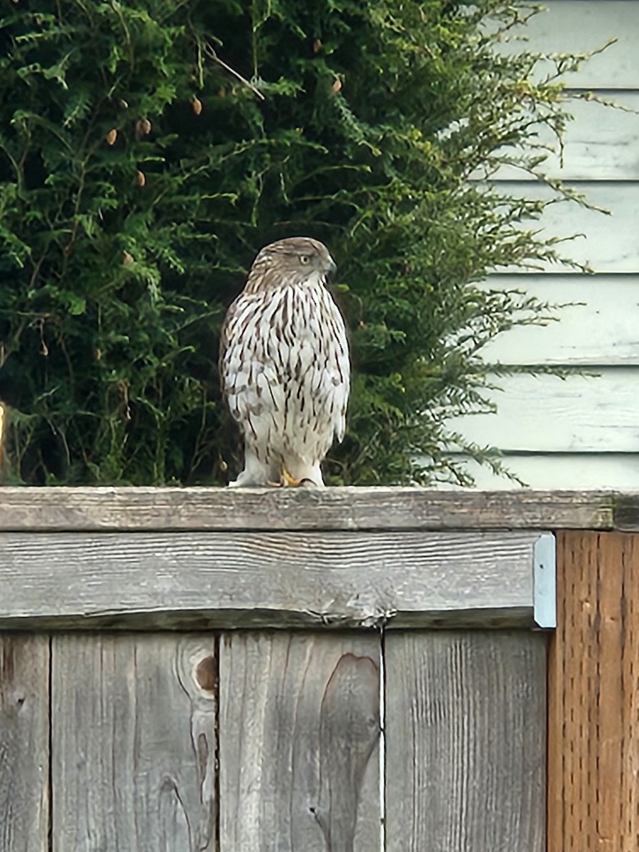 Cooper's Hawk - ML635214844