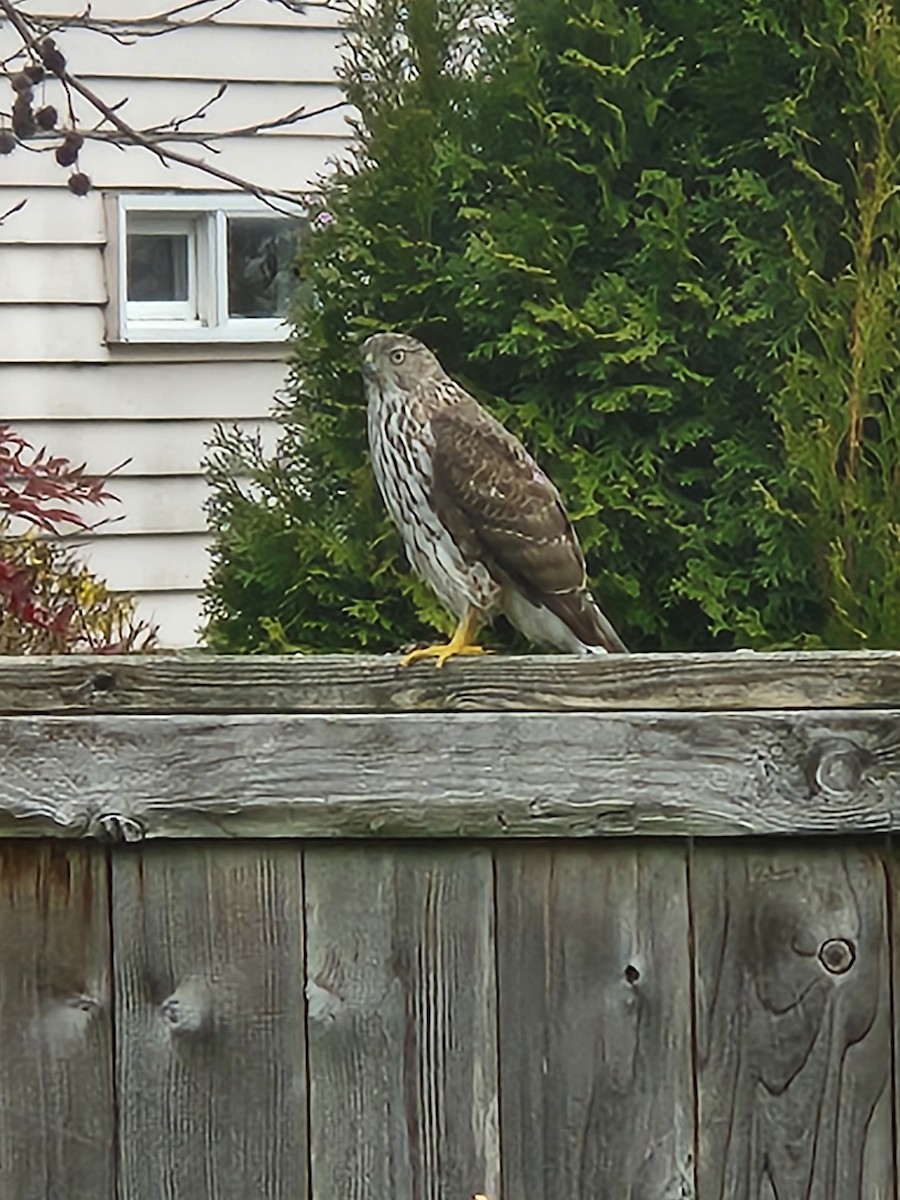 Cooper's Hawk - ML635214845