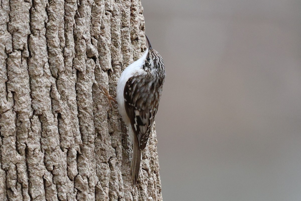 Brown Creeper - ML635214850