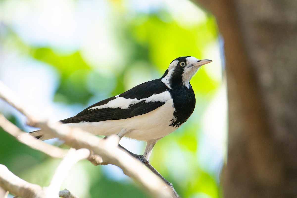 Magpie-lark - ML635214874