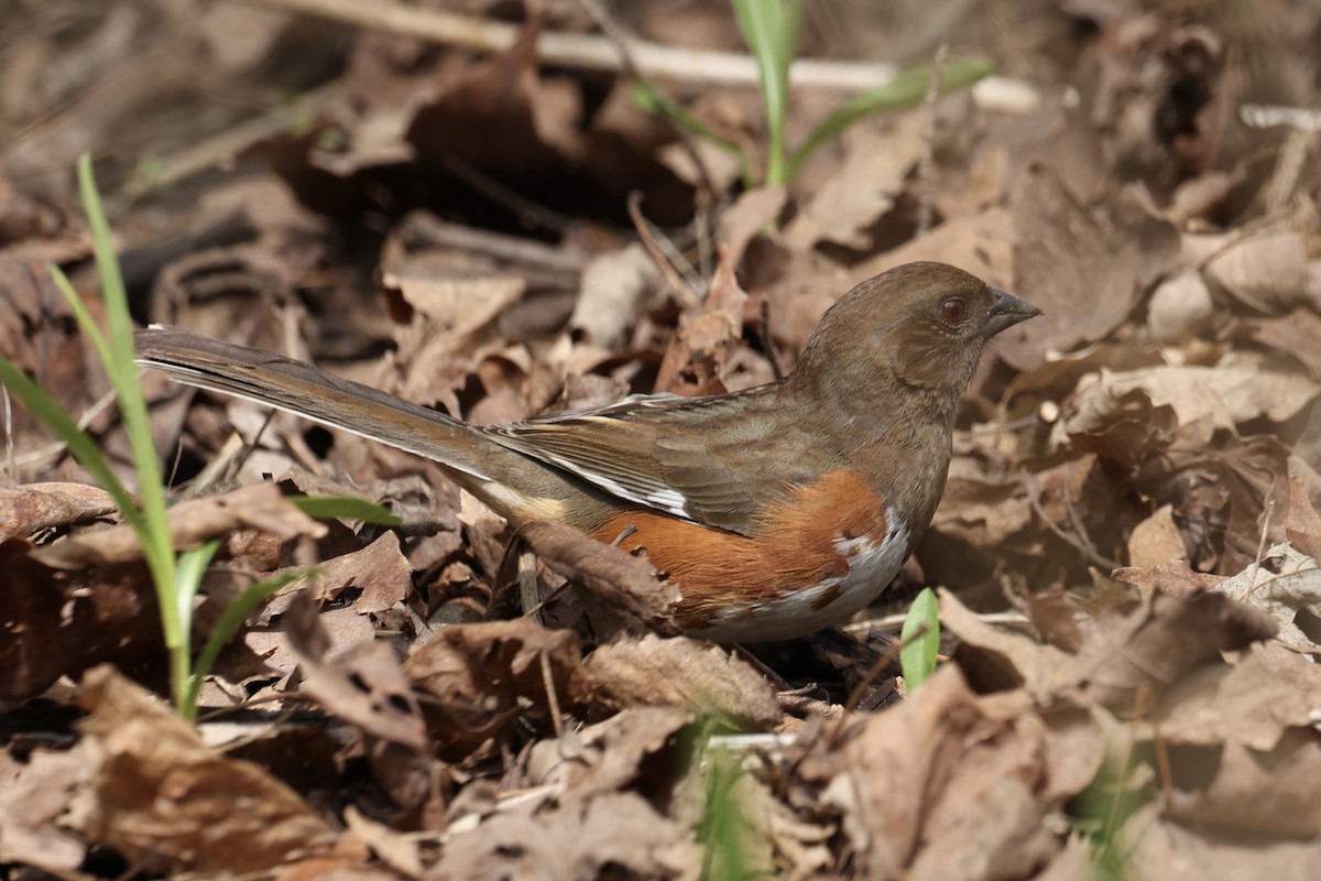 Eastern Towhee - ML635215016