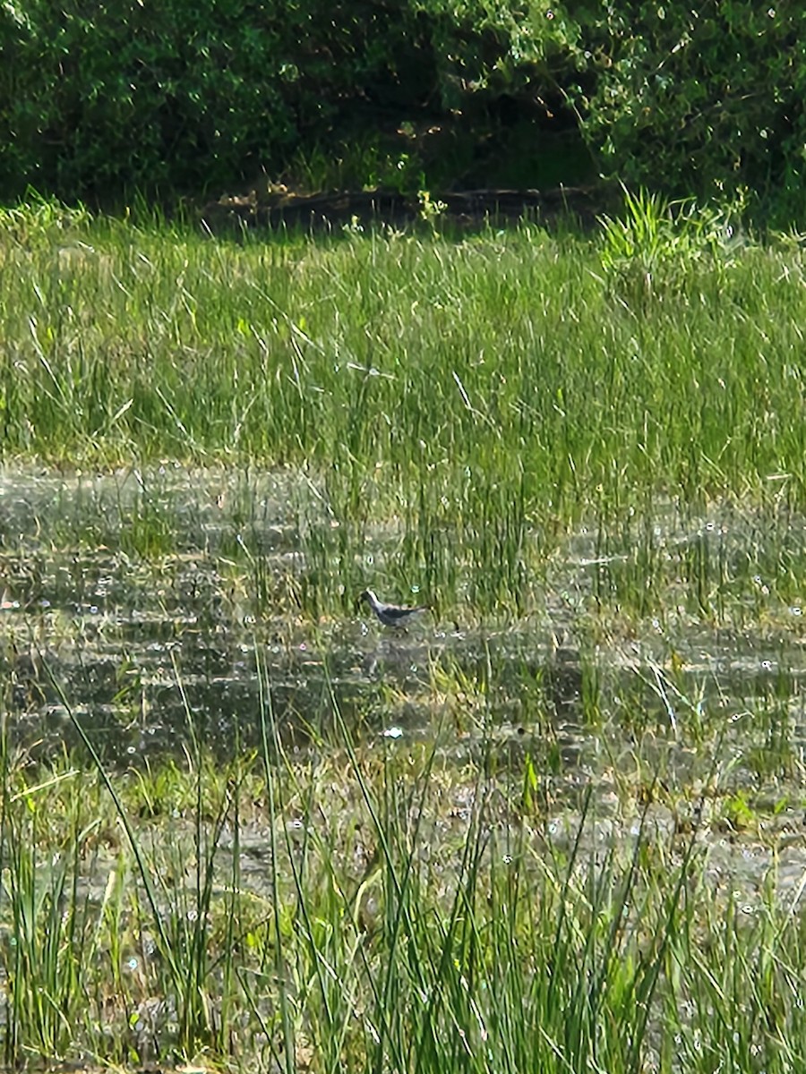 Greater Yellowlegs - ML635215119