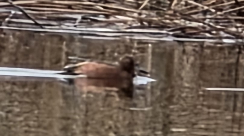 Cinnamon Teal - ML635215130