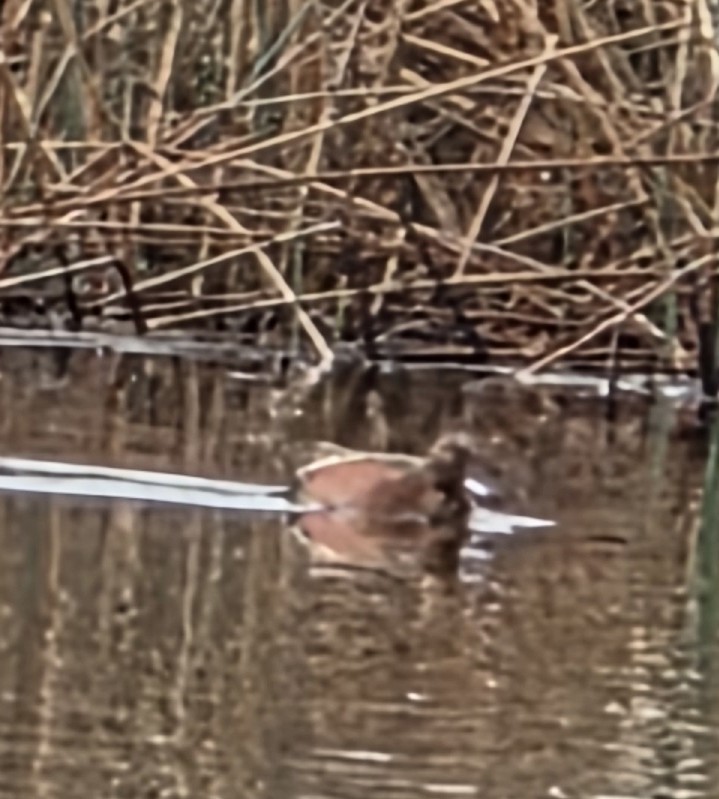 Cinnamon Teal - ML635215131