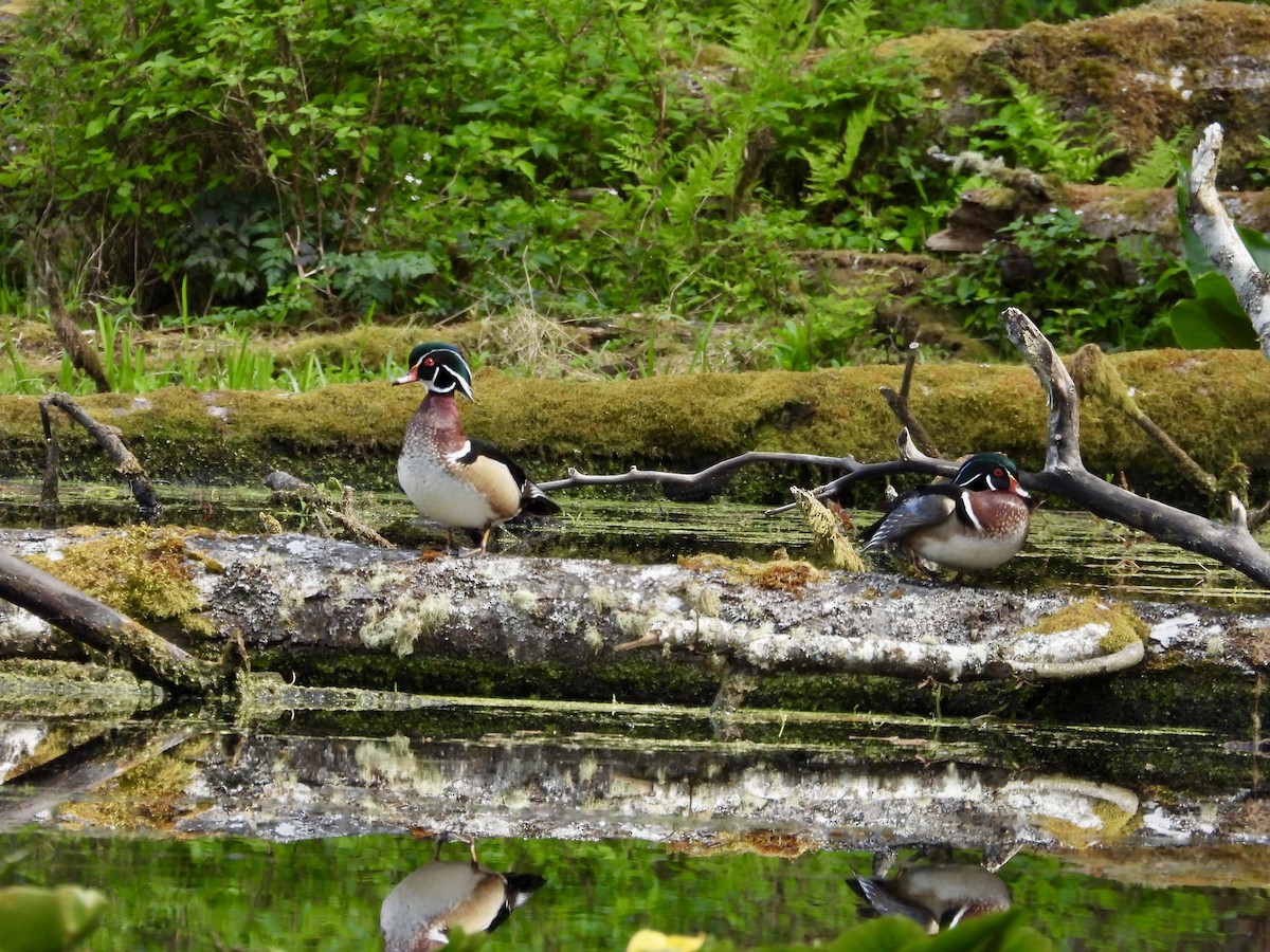 Wood Duck - ML635215138