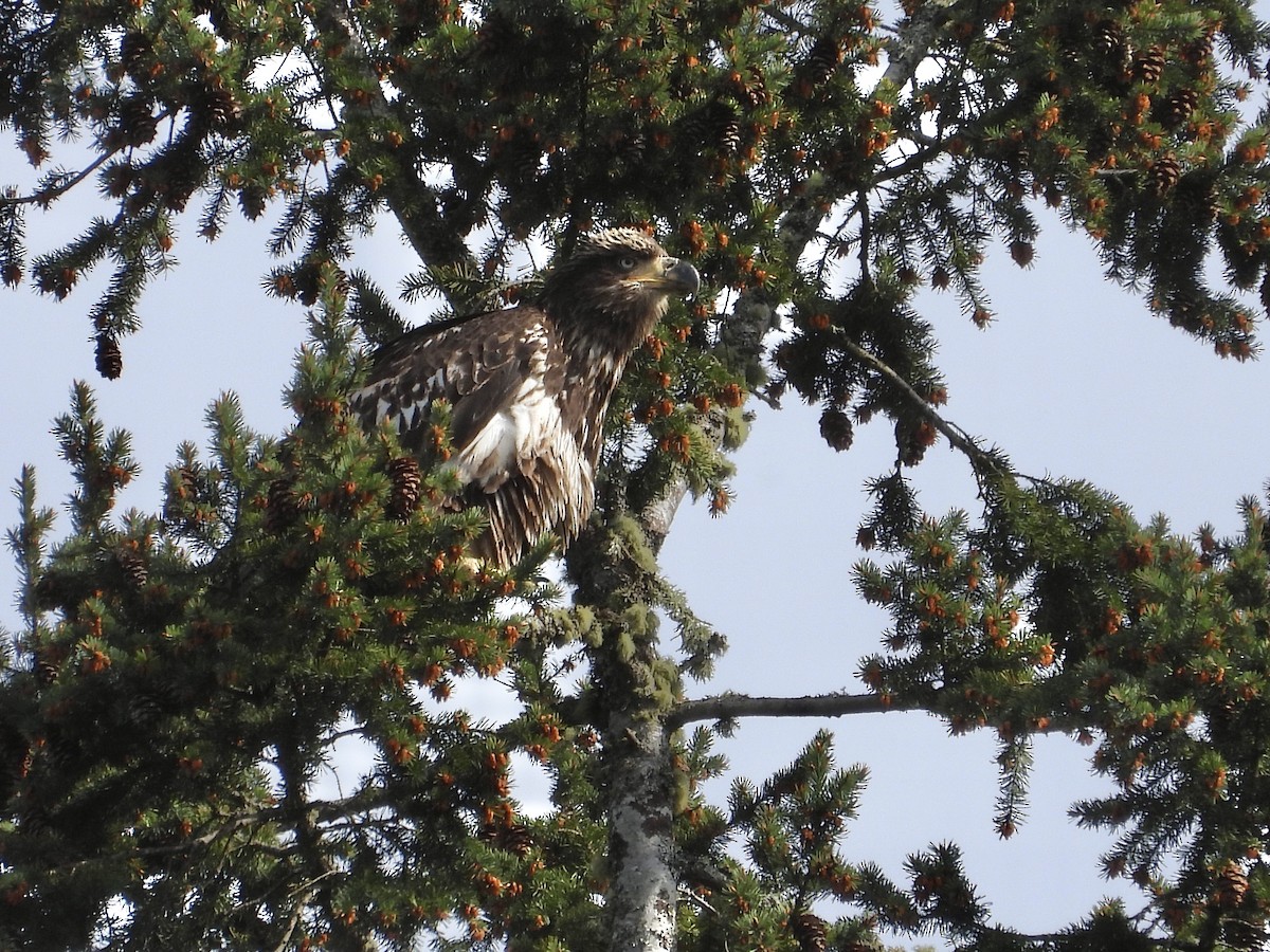 Bald Eagle - ML635215148
